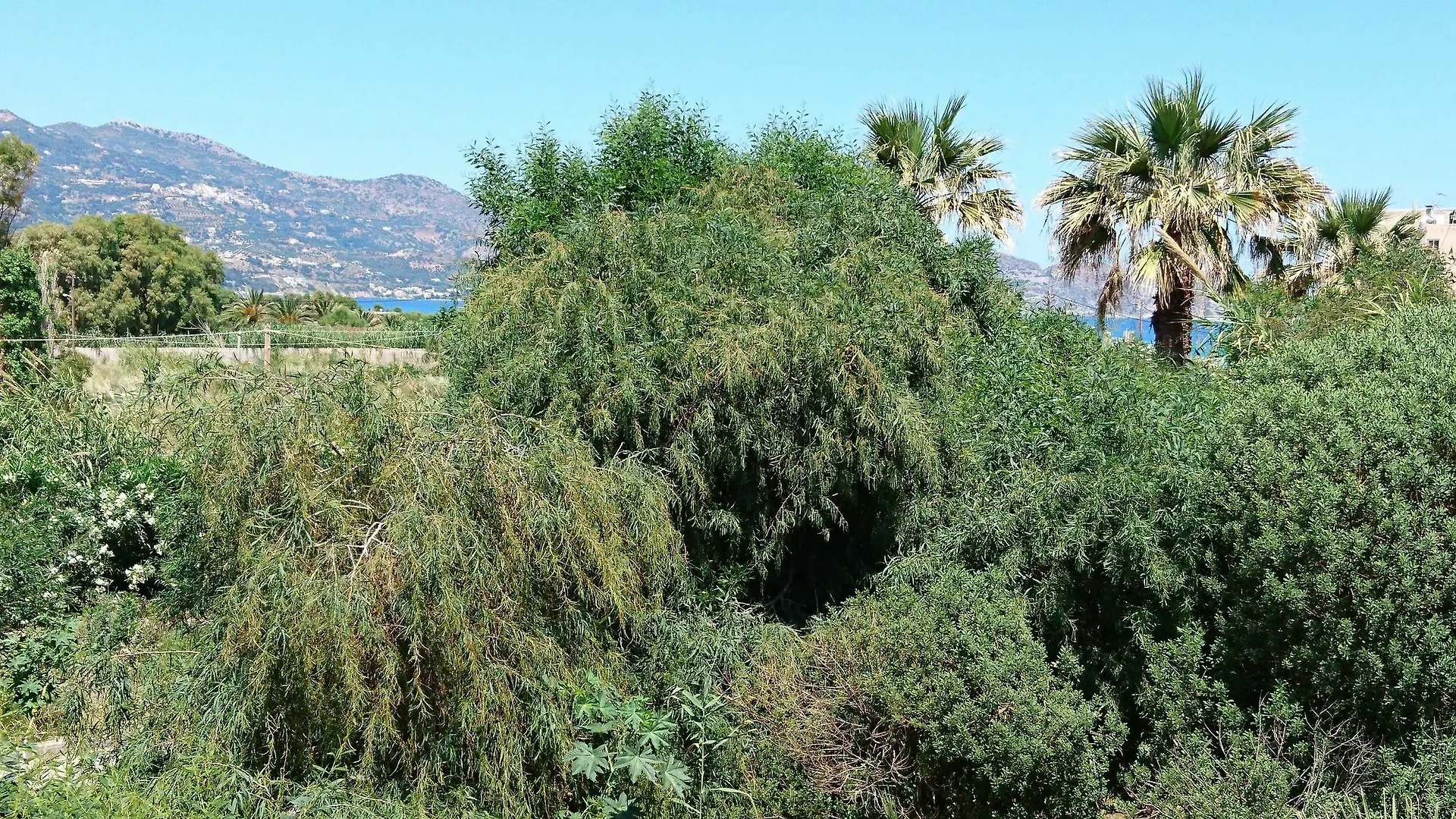 Frank Apartments Amoudara  Greece